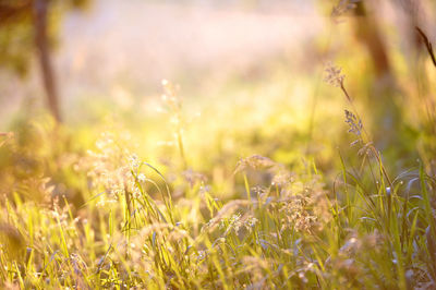 Wheat growing on field