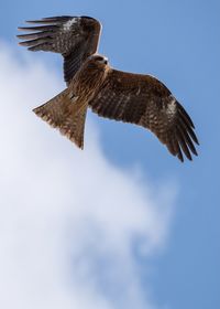 Low angle view of eagle flying