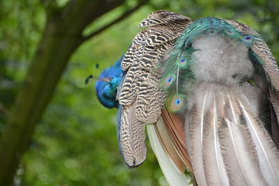 Close-up of peacock at forest
