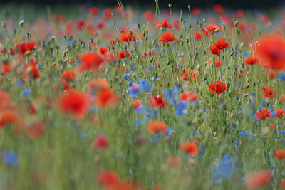 Close-up of purple flowering plants on field