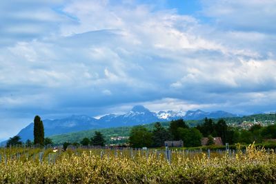 Scenic view of field against sky