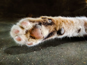 Close-up of cat's claw