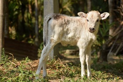 Baby calf wow