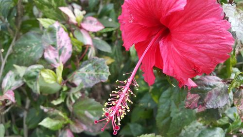 Close-up of insect on pink flower