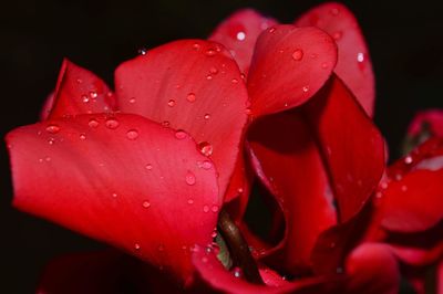 Close-up of wet red flower blooming outdoors