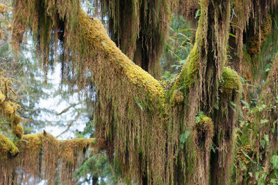 Close-up of lichens hanging on tree at hoh rainforest