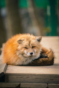 Cat sleeping on wood