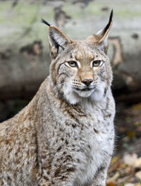 Close-up portrait of cat on land