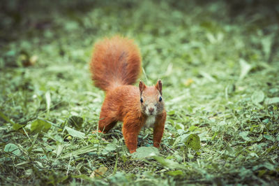 Squirrel on a field