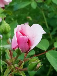 Close-up of pink rose plant