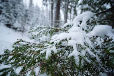 Snow covered pine trees in forest