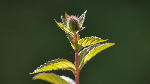Close-up of plant over black background