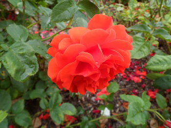 Close-up of flowers blooming outdoors