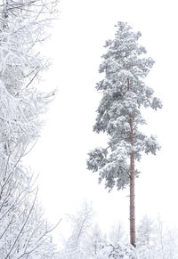 Low angle view of pine tree against sky during winter