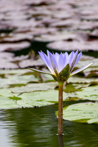 Close-up of water lily in lake