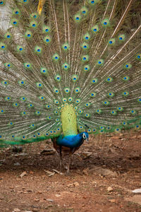 Peacock on a field