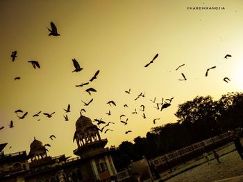 Low angle view of silhouette birds flying against clear sky