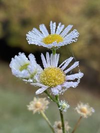 Close-up of white flowering plant