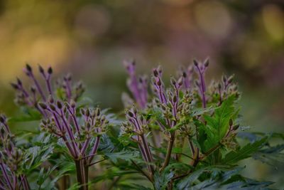 Close-up of purple flowers blooming outdoors