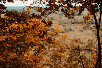 Low angle view of trees against sky during autumn