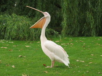 White bird on a field