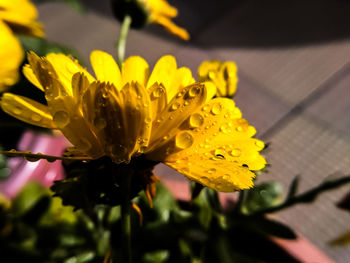 Close-up of yellow flowering plant