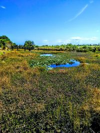 Plants growing on field against sky