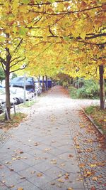 Autumn leaves on road