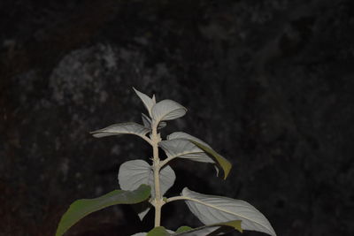 Close-up of flowering plant