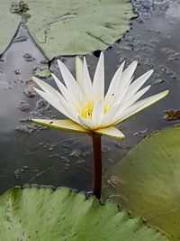 High angle view of lotus water lily in pond