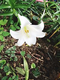 Close-up of white flowers