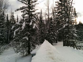 Trees on snow covered landscape