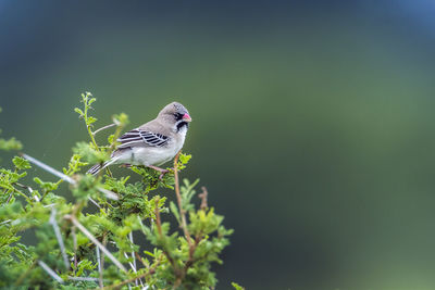 Bird perching on a plant