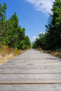 Surface level of empty road along trees