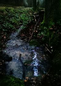 Stream flowing through rocks in forest