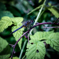 Close-up of dragonfly on leaf