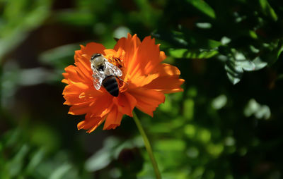 Close-up of honey bee on orange flower