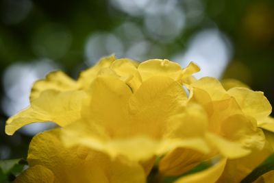 Close-up of yellow flowering plant