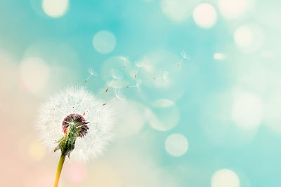 Close-up of dandelion against blue sky