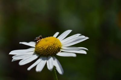 Close-up of bee pollinating on yellow flower