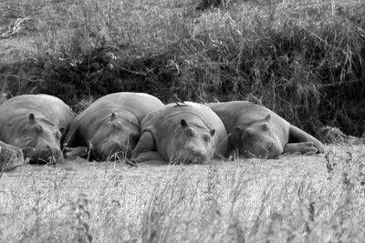 View of hippos relaxing on field