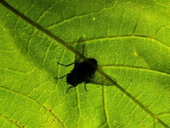 Close-up of spider on leaf