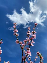 Low angle view of cherry blossom against blue sky