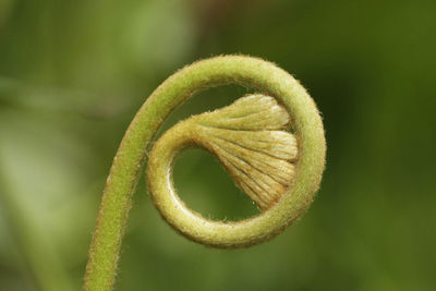 Close-up of fern plant