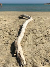 Close-up of wood branch on beach