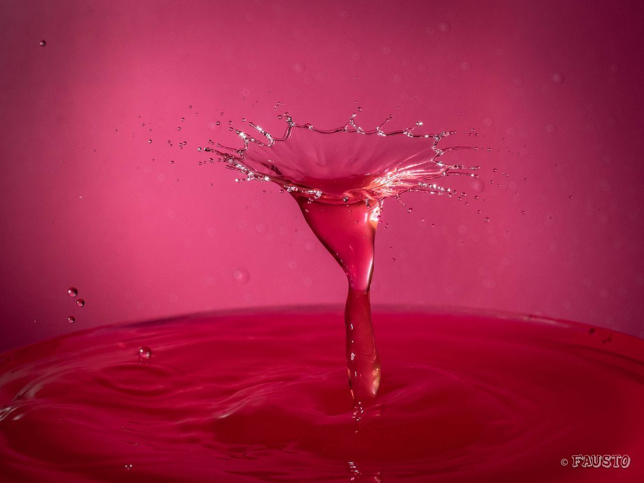 CLOSE-UP OF WATER DROP FALLING ON RED PINK FLOWER