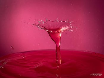 Close-up of water drops on pink petals