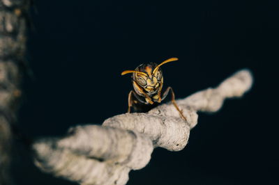 Close-up of bee