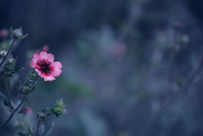 Close-up of pink flowering plant