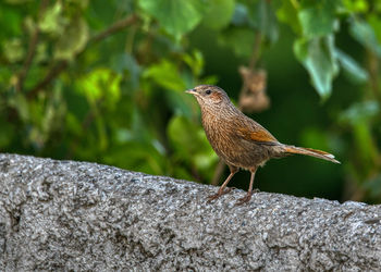 Close-up of bird perching on rock